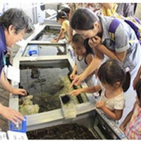 葛西臨海水族園「しおだまり水槽でウニにタッチ」