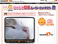ウチのニャンコが一番！　愛猫の映像投稿コンテスト 画像