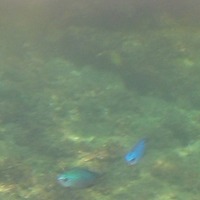 青い魚もいたが、すぐに離れてしまい、キレイに撮影することはできなかった(INFOBAR A02)