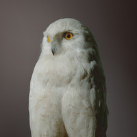 White Owl B