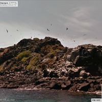 サンクリストバル島の上空のグンカンドリの群れ