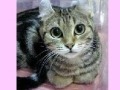 癒し系もsatoru.net——ペットのイケテル度判定！「ペトちぇけ」を開始 画像