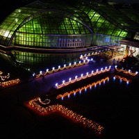 京都府立植物園、イルミネーションで夜間開放 画像