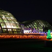京都府立植物園、夜間開室とイルミネーション開催