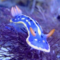 海の宝石「ウミウシ展」……今日から生体展示 画像