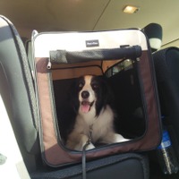 ドライブの時、愛犬は後部座席に固定したキャリーケースに入れる