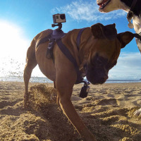 犬の視点でダイナミックな映像が撮影できる