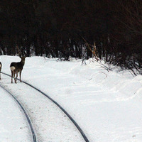 冬の釧網線でエゾジカと出会う《撮影 大野雅人》