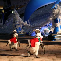 「ケープペンギン」によるクリスマスツリー点灯イベント