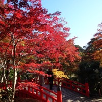 絶景！静岡の紅葉は今からが見ごろ！…ライトアップ＆つり橋からの眺望など 画像