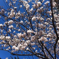 鹿児島で桜が開花……気象台発表 画像