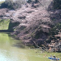 都内の桜、見頃は来週か!? 皇居近くの千鳥ヶ淵はまだ蕾も 画像
