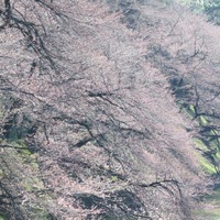 27日時点の千鳥ヶ淵緑道の桜