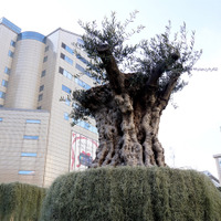 「グッデイ×西畠清順 WONDER PLANTS FESTIVAL」の一環としてオープンした「迷宮植物園」