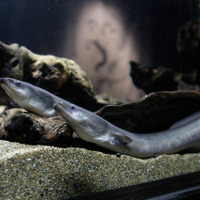 すみだ水族館「ぬるにょろすい」で展示されるニホンウナギ