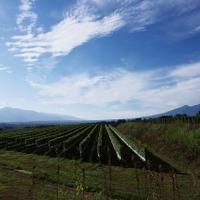 明野町は日照時間に恵まれており、さらに冷涼な土地柄からワイン用の葡萄栽培に向いている