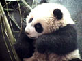 中国のパンダ保護研究センターから癒しの赤ちゃんパンダの映像を 画像
