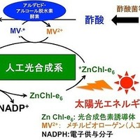 太陽光を利用してエタノールを生成、大阪市立大学とマツダが技術開発 画像