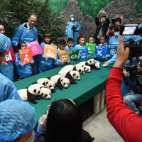 （c）Getty　Images　公開されたパンダの赤ちゃん