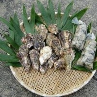 「江田島産牡蠣」のイメージ画像