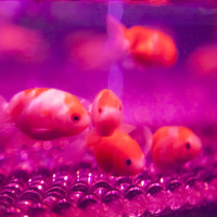 「江戸桜リウム」オブジェの中で金魚が泳ぐ