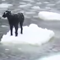 流氷の上で動けない犬！勇気ある男性が救出
