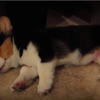 キュートすぎる！どこでも眠れるコーギーの子犬 画像
