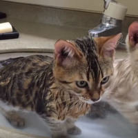 【動画】こうみえて2匹仲良く入浴中！