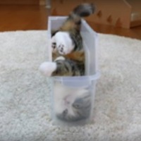 【動画】どうしても入りたい！ちょいデブ猫がスリムなケースに入るために試行錯誤 画像