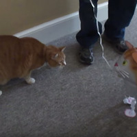 【動画】ネコ vs ネコ風船、その決着は？