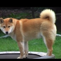 【動画】困惑しつつもトランポリンにハマる柴犬 画像