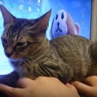 【動画】猫はキーボードが好き！もはや座布団に 画像