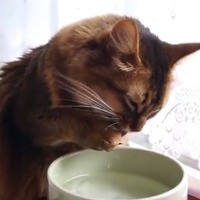 【動画】水の飲み方がまるでアライグマ？なネコ