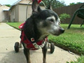 傷ついた人たちの心と体を癒す障害犬、ウィリー 画像