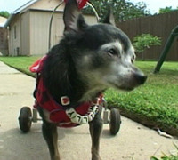 車椅子の犬「ウィリー」