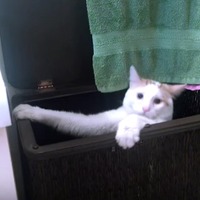 【動画】お風呂の洗面台に登りたい猫ちゃんが必死でよじ登ったら…… 画像