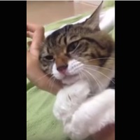 【動画】むぎゅう～っと腕に抱きついて離れない甘えん坊なネコさん