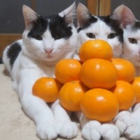 【動画】『みかんピラミッド』に全く動じない3匹の猫さんがすごい!! 画像