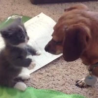 【動画】マンチカンの子ネコとダックスフンドの可愛すぎる「はじめまして」 画像