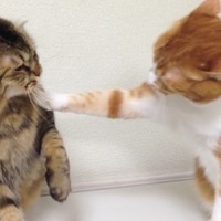 【動画】本気の猫パンチで戦い