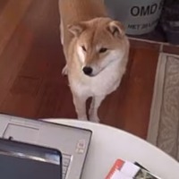 【動画】柴犬が釘付けになったパソコンの動画とは？