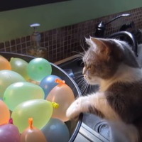 【動画】えっ!?どっかに消えた！割れた風船に驚く猫 画像