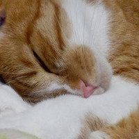 厳選！幸せそうにすやすや眠る猫さん画像 画像
