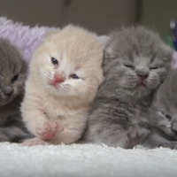 【動画】4匹の子猫！並んで鳴く姿がかわいすぎる 画像