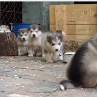 【動画】かわいさテンコ盛り！マラミュートの子犬たち 画像