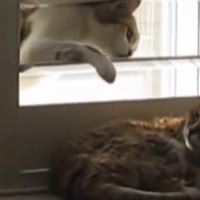 【動画】寝ているのにちょっかいをかける猫 画像