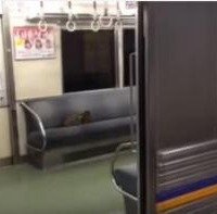 【動画】電車のなかに猫が！猫 vs 車掌さん 画像