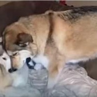 【動画】ヤキモチを妬くハスキー犬