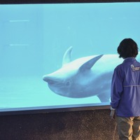 NHK「水族館ガール」　＜写真提供　NHK＞