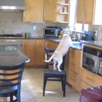 【動画】ダイニングルームで目撃される！賢すぎる犬の犯行 画像